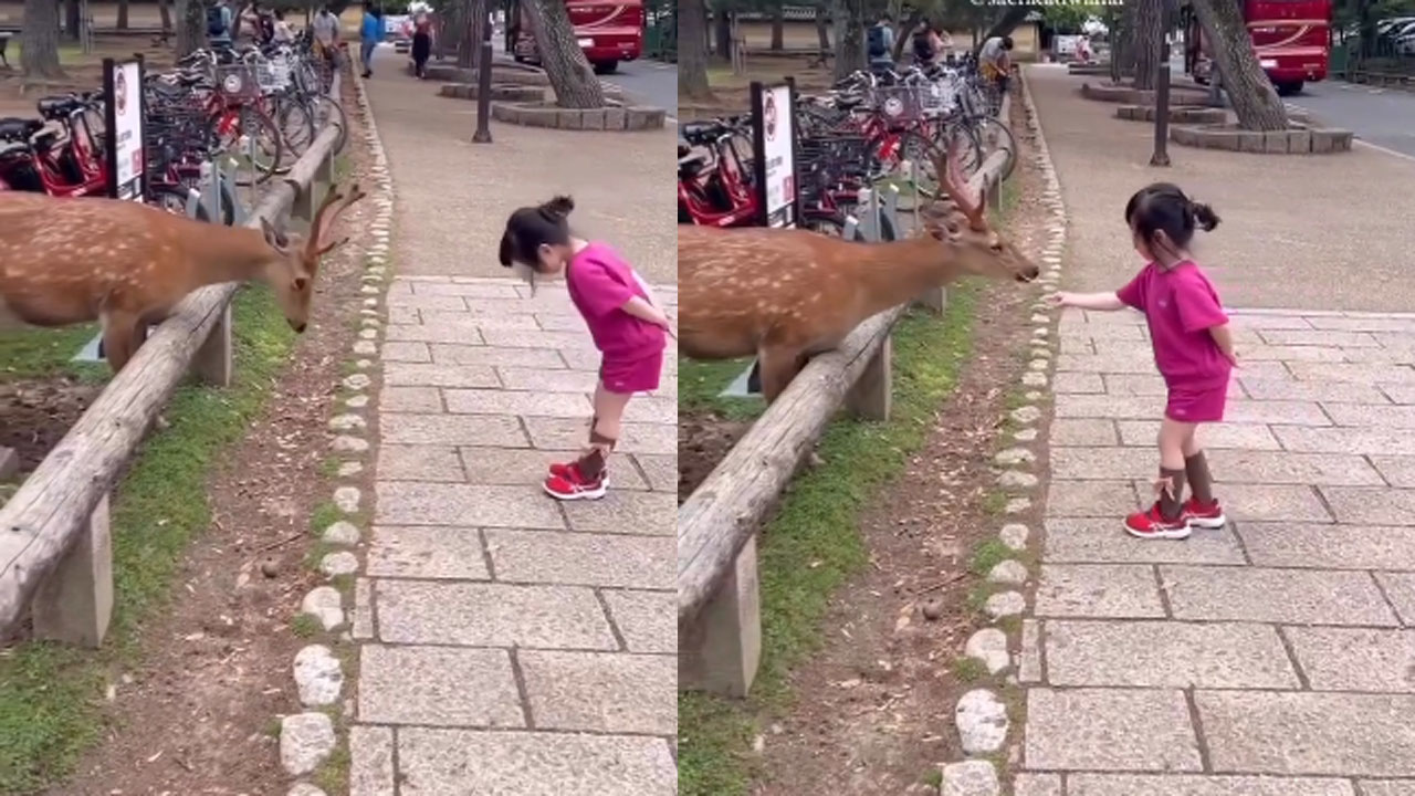 Viral Video: మర్యాద ఇచ్చి పుచ్చుకోవడం అంటే ఇదే.. బాలికతో జింక ఎలా ప్రవర్తించిందో చూడండి.. 