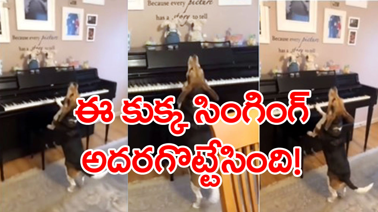 Viral Video: వావ్.. ఈ కుక్క ఎంత స్వీట్‌గా పాడిందో.. ఒక్కసారి ఈ వీడియో చూశారో..!