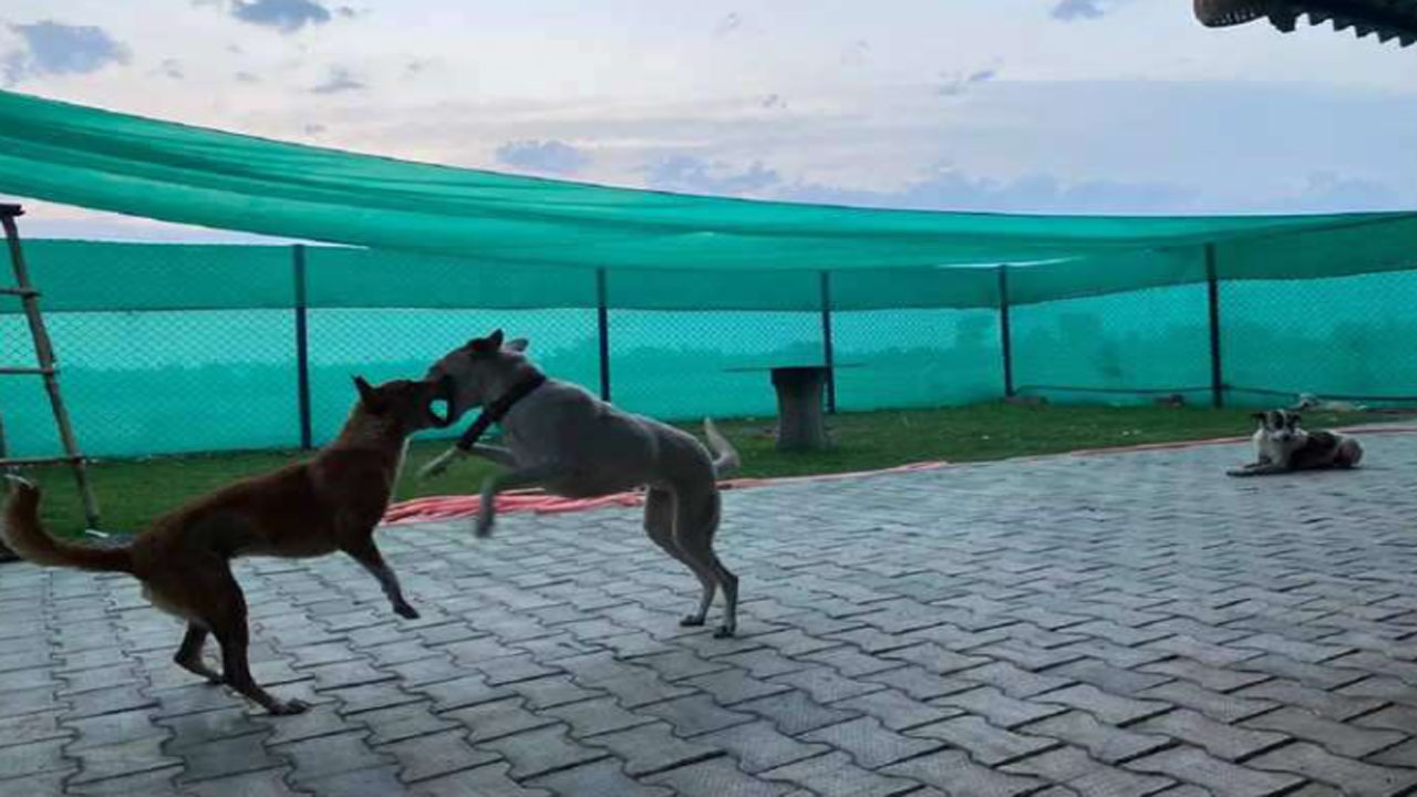 Dogs Hostel: ఏసీ గదులు.. చికెన్‌తో ఆహారం.. రోజుకు 1200 అద్దె.. మనుషులకు కాదండోయ్.. శునకాల కోసం ప్రత్యేక హాస్టల్..!