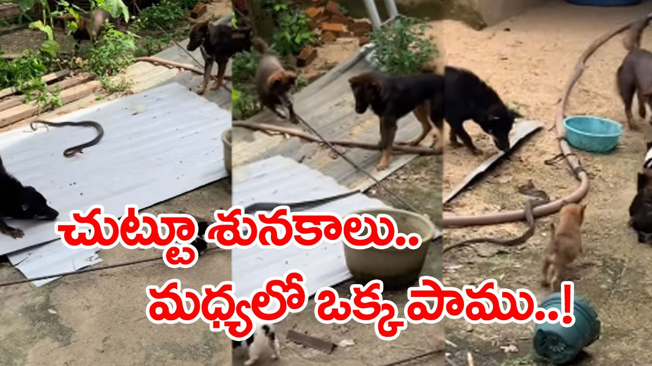 Snake vs Dogs: శునకాల రాజ్యంలోకి పాము ఎంట్రీ.. బుసలు కొట్టి బెదిరించినా కుక్క పిల్లలూ భయపడలేదు.. చివరకు..!