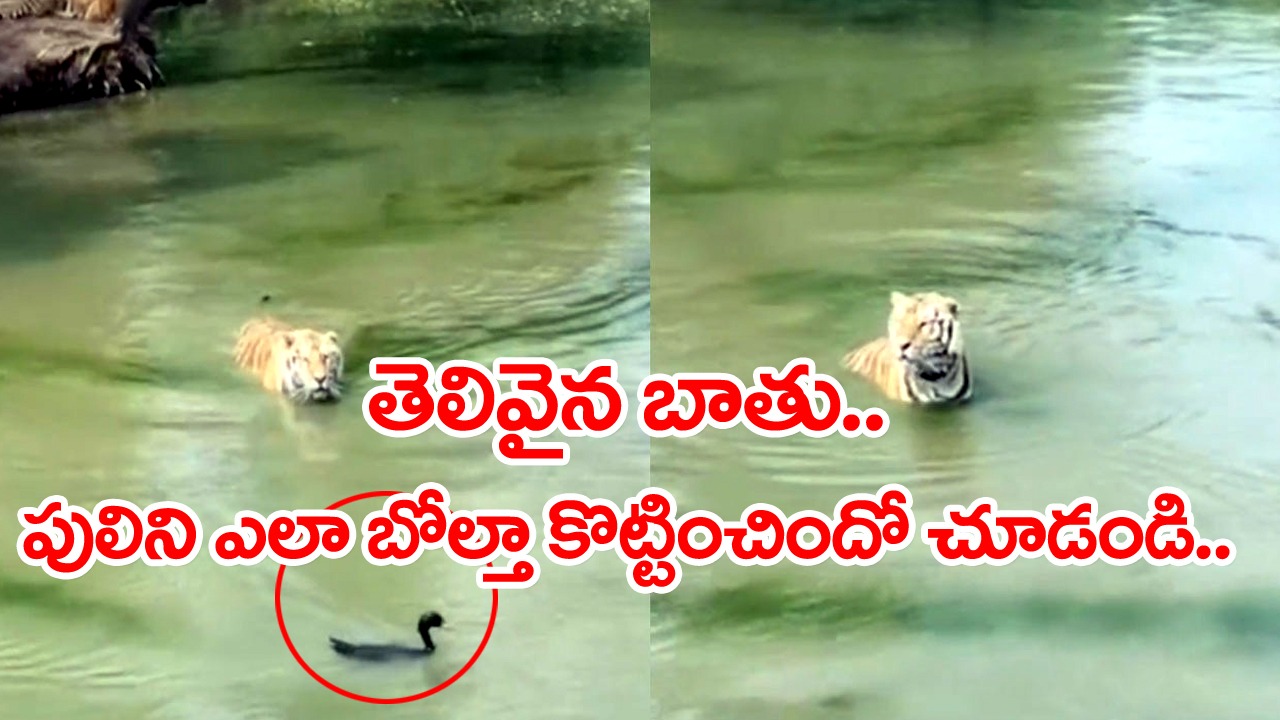 Viral Video: తెలివైన బాతు.. ఆ పులిని ఎలా బోల్తా కొట్టించిందో చూడండి.. వైరల్ అవుతున్న ఫన్నీ వీడియో!