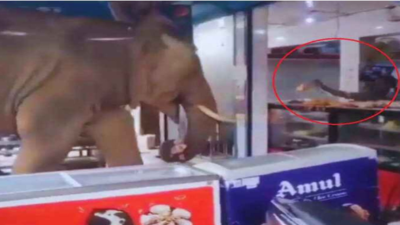 Elephant Video: పాపం.. ఈ ఏనుగుకు ఆకలేసిందనుకుంటా.. స్వీట్ షాపులోకి దూరి మరీ ఏం చేసిందో మీరే చూడండి..!