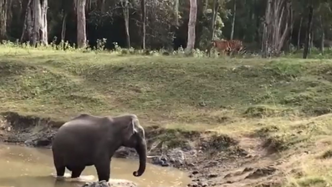 Elephant Vs Tiger: పులి, ఏనుగు.. ఎవరు గొప్ప.. ఈ వీడియో చూస్తే బాస్ ఎవరో అర్థమవుతుంది!