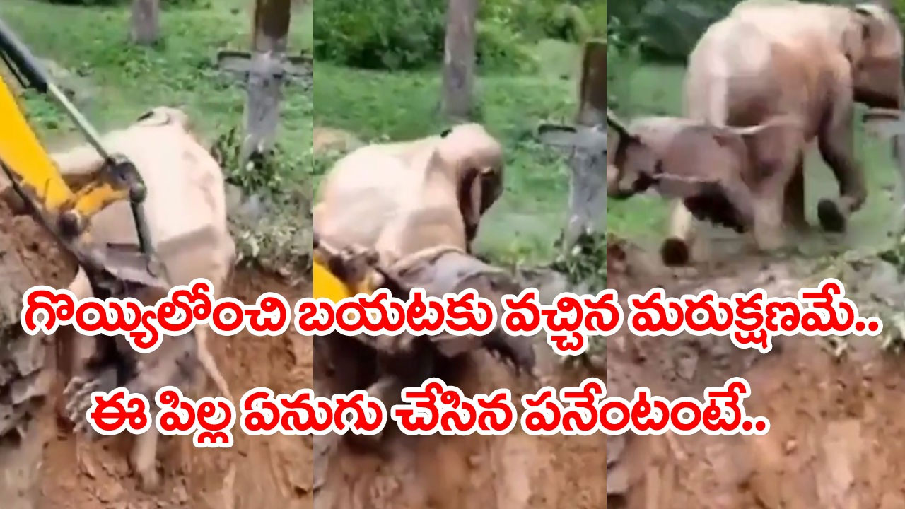 Baby Elephant: పెద్ద గొయ్యిలో పడిన గున్న ఏనుగు.. జేసీబీతో అతి కష్టం మీద బయటకు తీస్తే.. మరుక్షణమే అదేం చేసిందో మీరే చూడండి..!