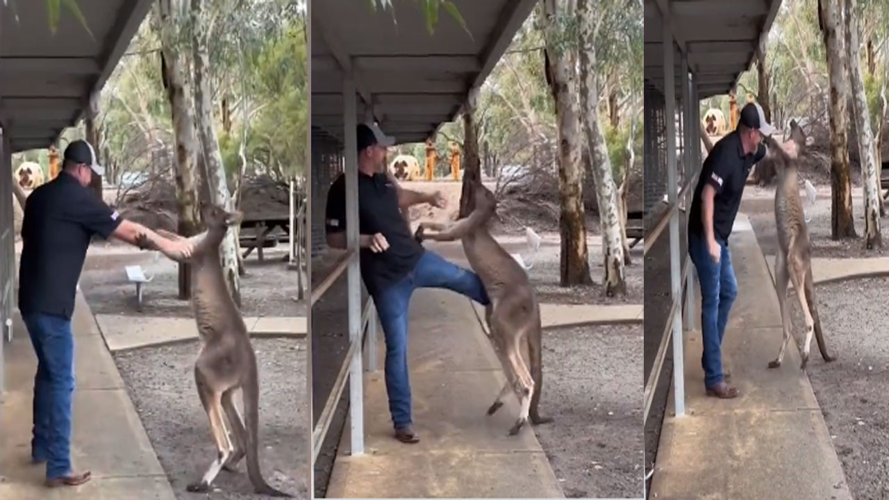Viral Video: కంగారూ దాడి నుంచి ఓ మహిళను కాపాడాడు.. తాను మాత్రం దొరికిపోయాడు.. వైరల్ అవుతున్న వీడియో!