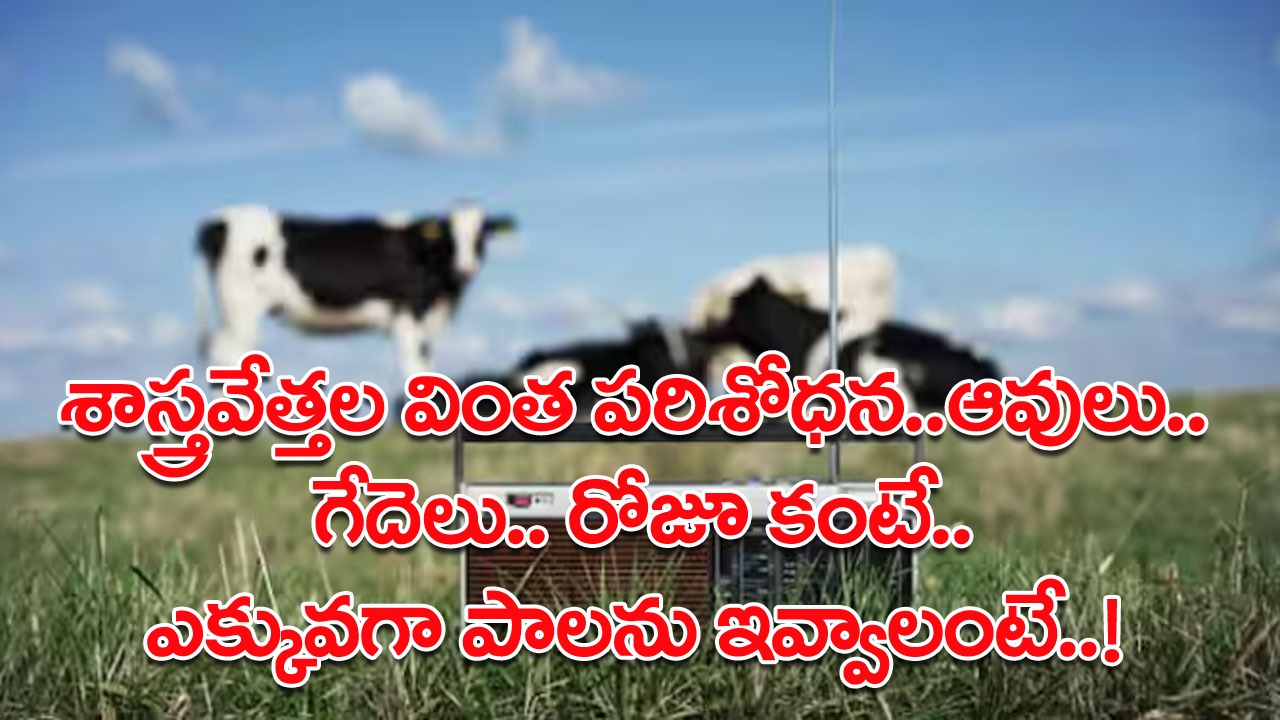 New Research: ఆవులు, గేదెలు రోజూ ఇస్తున్న దాని కంటే ఎక్కువగా పాలు ఇవ్వాలంటే.. ఈ చిన్న పని చేయండి చాలు..! 