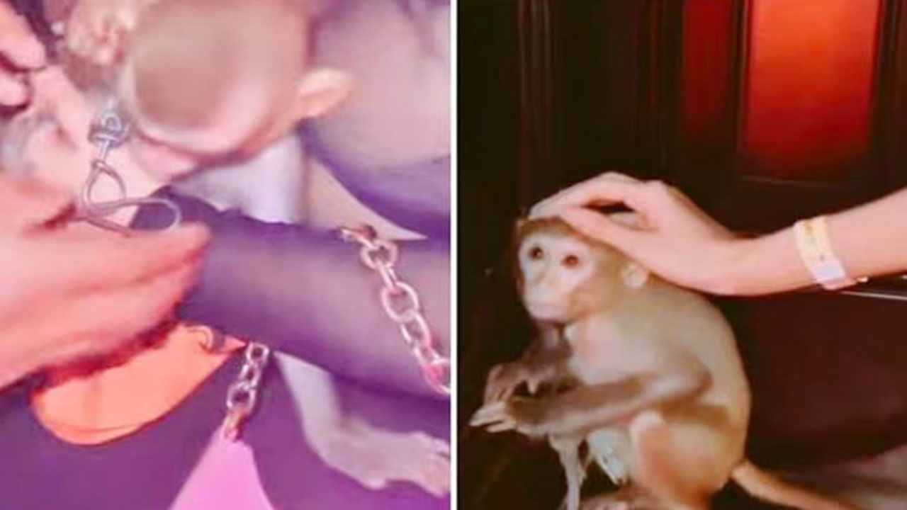 Viral Video: నైట్ క్లబ్‌లో కోతితో క్రూరత్వం.. గొలుసు కట్టి బంధించారు.. వైరల్ వీడియోపై నెటిజన్ల ఆగ్రహం..!