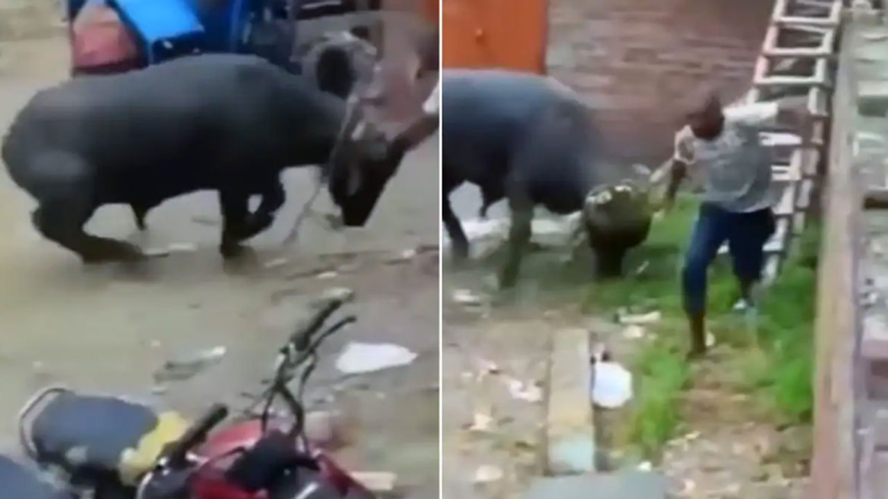 Viral Video: అతడు చేసిన ఒక్క పనితో ఈ దున్నపోతుకు పట్టరాని ఆగ్రహం.. ప్రాణభయంతో పరుగులు తీస్తున్నా వదిలి పెట్టలేదుగా..!