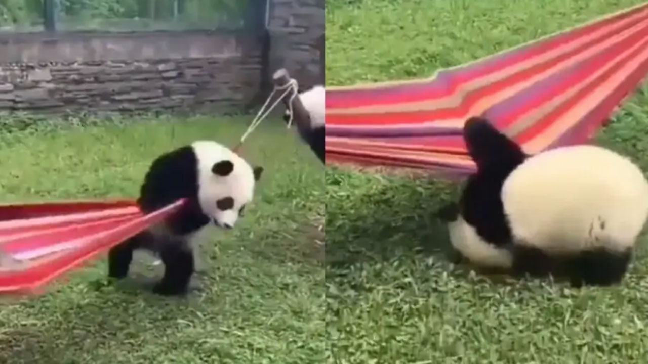 Baby panda: పాపం.. ఉయ్యాల ఎక్కేందుకు ఆ బేబీ పాండా ఎంత అవస్థ పడుతోందో.. వీడియో చూస్తే నవ్వకుండా ఉండలేరు..