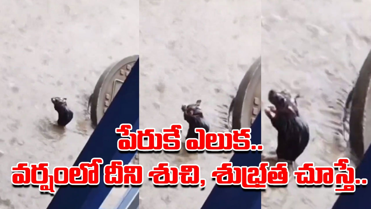 Viral Video: పేరుకే ఎలుక.. మనిషికి ఏమాత్రం తీసిపోదు.. వర్షంలో అది చేస్తున్న పని చూస్తే మీరే ఒప్పుకొంటారు.. 