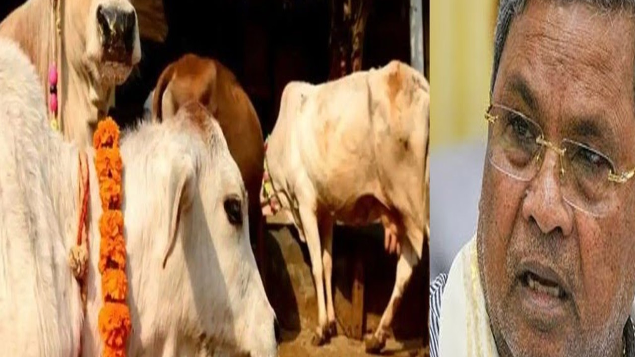 Karnataka cow slaughter: గోవధపై కర్ణాటక మంత్రి వ్యాఖ్యలకు సిద్ధరామయ్య స్పందనిదే..!