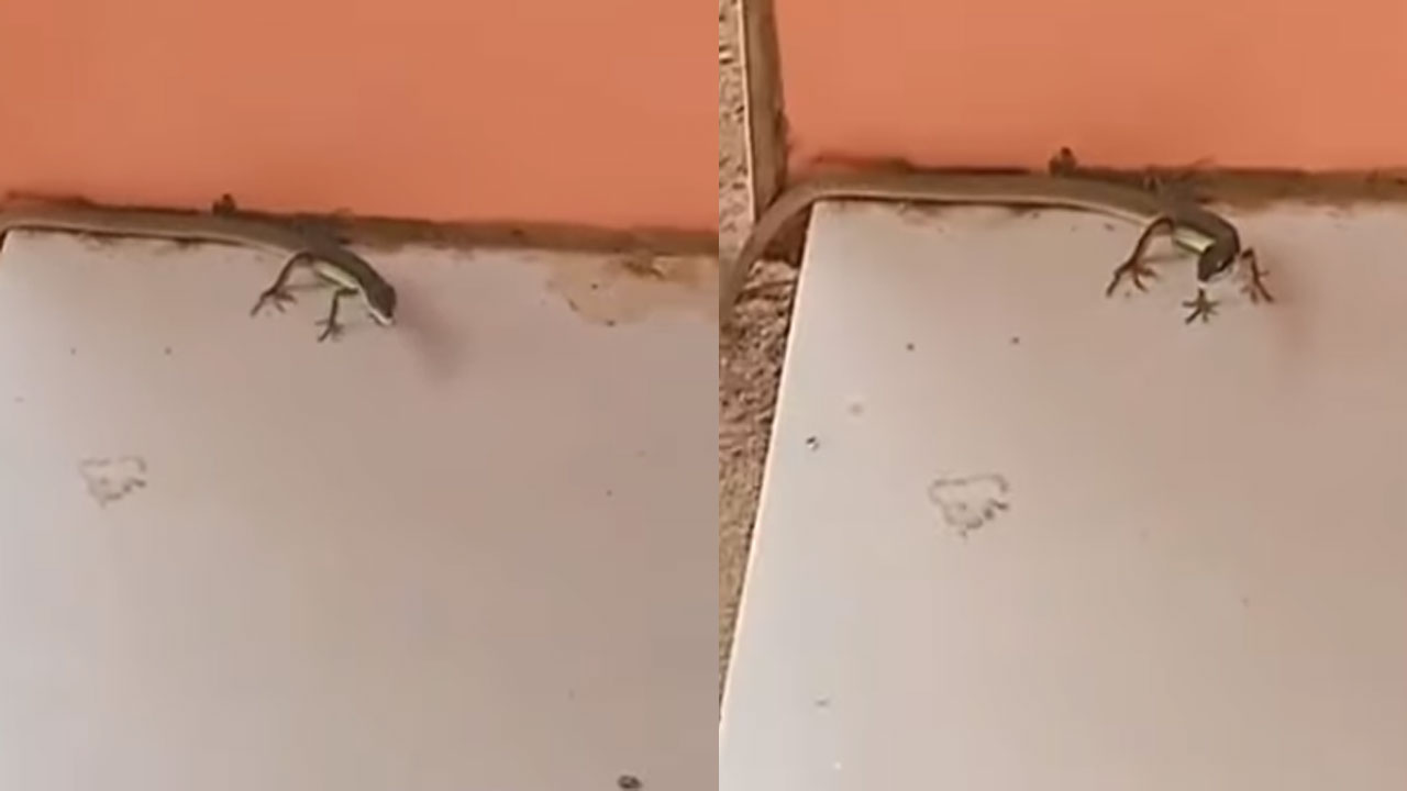 Snake With Four Legs: ఇదేం వింత బాబోయ్.. పాముకు కాళ్లు ఉండటాన్ని మీరెక్కడైనా చూశారా..? అసలు ఇది పామేనా..? 