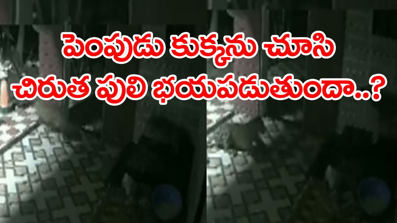 Dog vs Leopard: అర్ధరాత్రి సైలెంట్‌గా ఇంట్లోకి చిరుతపులి ఎంట్రీ.. పెంపుడు కుక్క చూసి అరుస్తోంటే.. అదేం చేసిందో చూస్తే..!