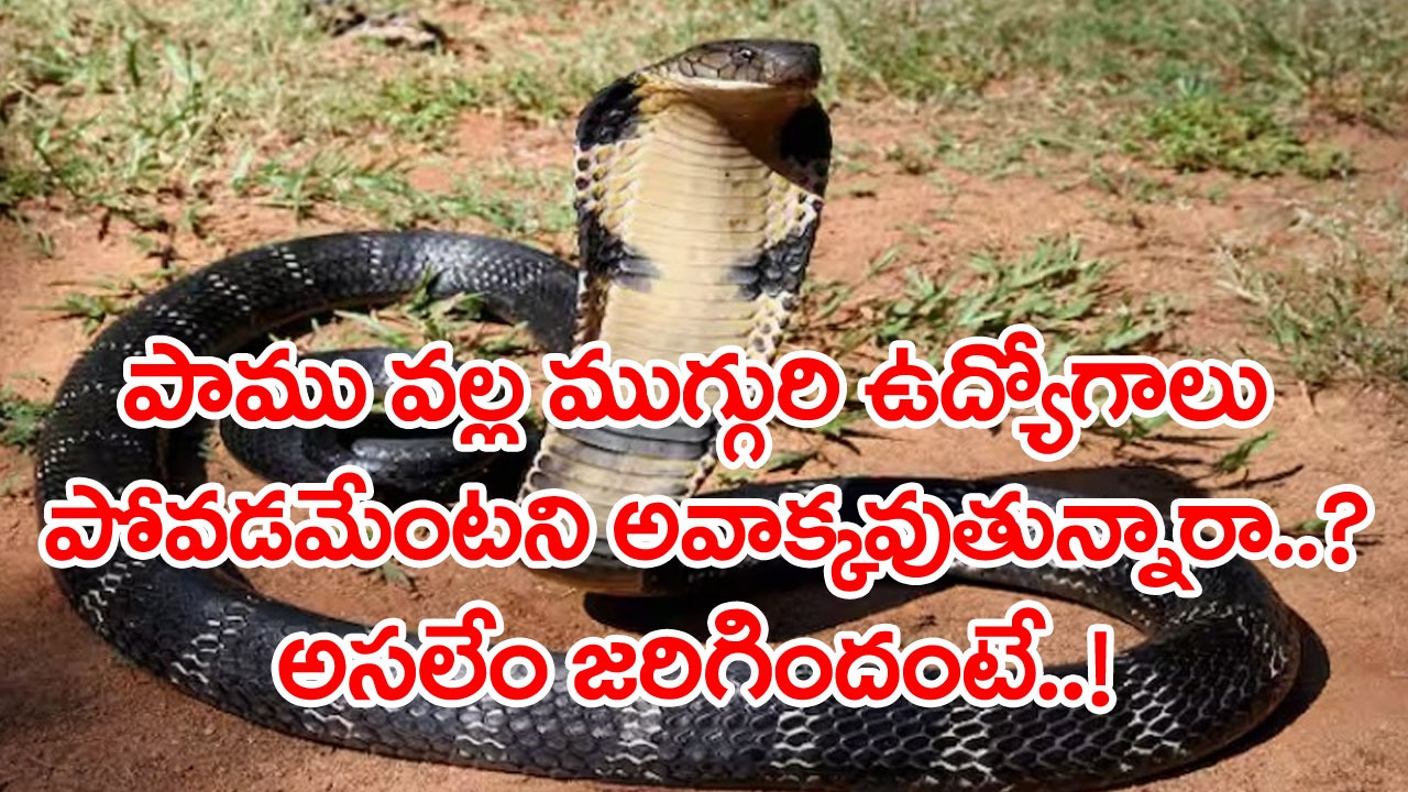 Viral News: ఒకే ఒక్క పాము వల్ల.. ముగ్గురి ప్రభుత్వ ఉద్యోగాలు ఊస్ట్.. అసలేం జరిగిందో తెలిస్తే అవాక్కవడం ఖాయం..!