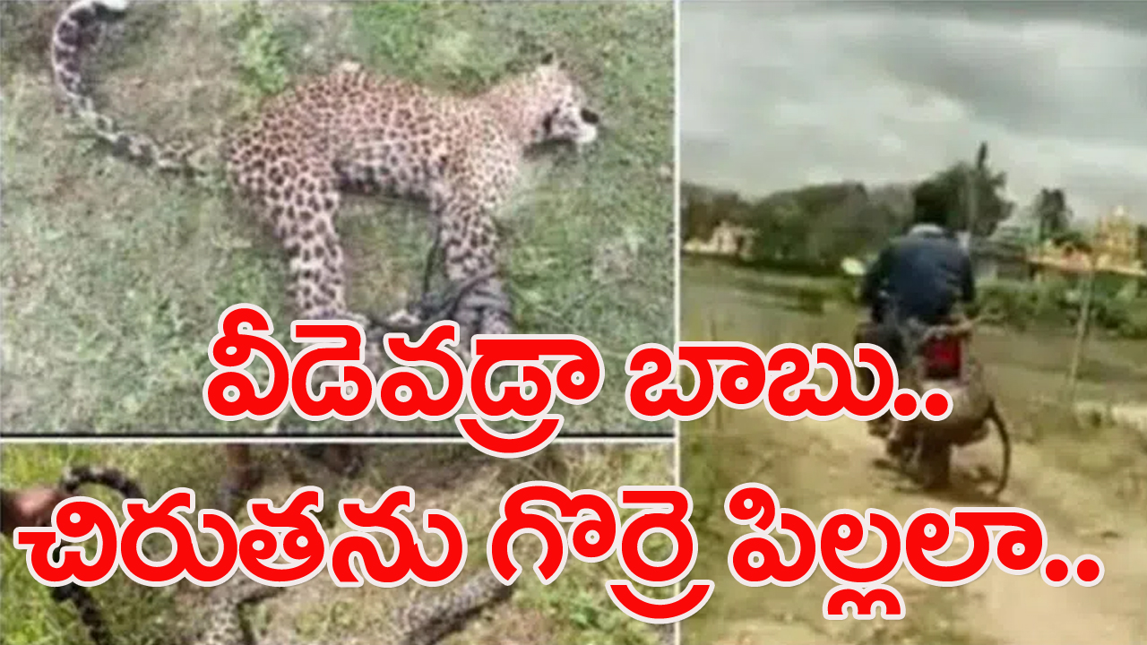 Viral Video: ఆడు మగాడ్రా బుజ్జి.. చిరు, తారక్‌కు ఏ మాత్రం తగ్గలేదు.. చిరుత పులిని ఏం చేశాడో చూడండి!..