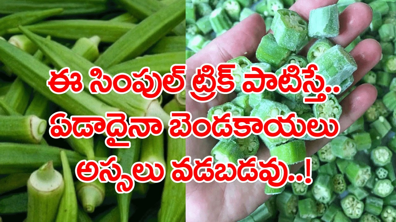 Lady Finger: రెండ్రోజులకే బెండకాయలు వడబడిపోతున్నాయా..? ఇలా చేయండి చాలు.. ఏడాదైనా నిగనిగలాడటం ఖాయం..!