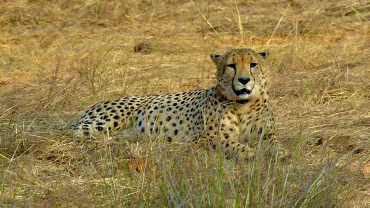 Cheetah : కునూ నేషనల్ పార్క్‌లో విషాదం.. నాలుగు నెలల్లో ఎనిమిదో చిరుత మృతి..