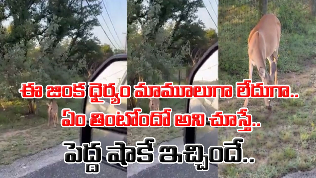 Viral Video: కారులో వెళ్తున్న వారికి షాక్ ఇచ్చిన జింక.. అది తింటున్నది పచ్చ గడ్డి అనుకున్నారు.. కానీ తీరా చూస్తే వామ్మో.. 