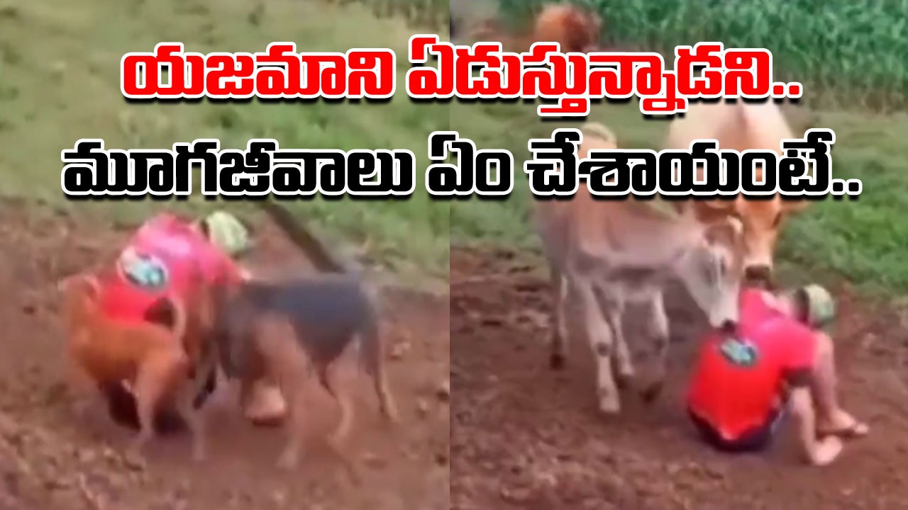 Viral Video: ఏడుస్తూ కూర్చున్న రైతు.. దగ్గరకు వెళ్లి ఓదార్చినా పట్టించుకోవడం లేదని ఈ కుక్కలు ఏం చేశాయో చూస్తే..!