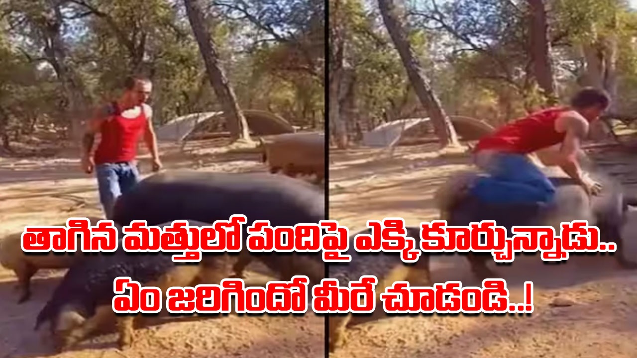 Viral Video: మందుబాబా మజాకానా.. వరాహంపై అతడి స్వారీ మామూలుగా లేదుగా..!