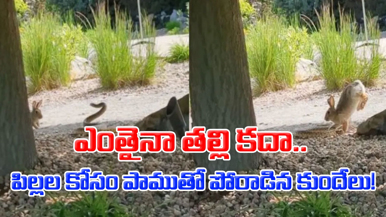 Viral Video: తల్లి ప్రేమ అంటే అంతే.. పిల్లల కోసం ప్రాణాలకు తెగించి పాముతో పోరాడిన కుందేలు.. వైరల్ అవుతున్న వీడియో!