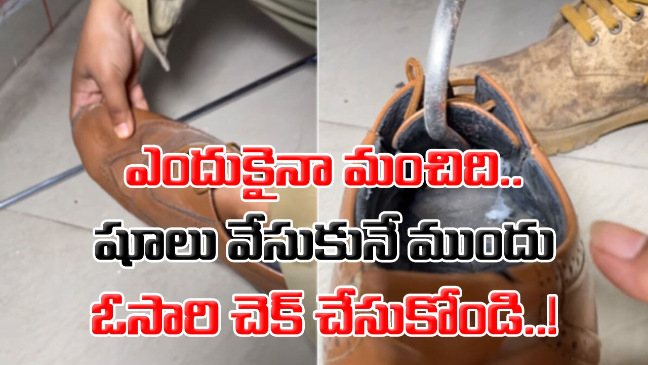 Viral Video: ఇంత చిన్న షూలో.. అంత పెద్ద పాము ఎలా దూరిందబ్బా..? ఆమె బయటకు ఎలా తీసిందో మీరే చూడండి..!