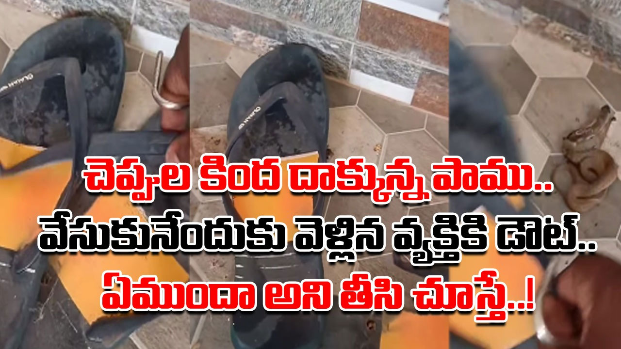 Viral Video: వామ్మో.. ఇంత చిన్న చెప్పు కింద.. అంత పెద్ద పాము ఎలా దాక్కుందో మీరే చూడండి.. చూడకపోయి ఉంటే..!