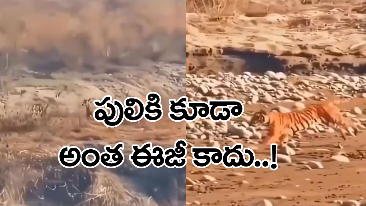 Viral Video: పులికి కూడా అంత ఈజీ కాదు.. జింక వెనుక పులి పరుగులు.. చివరకు ఏం జరిగిందో చూడండి.. 