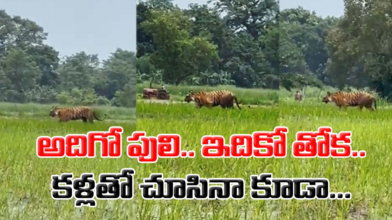 Viral Video: ఉన్నట్టుండి పొలంలోకి పెద్ద పులి వచ్చినా.. ఉలుకూ పలుకూ లేదు.. పైగా ఏమాత్రం భయం లేకుండా..