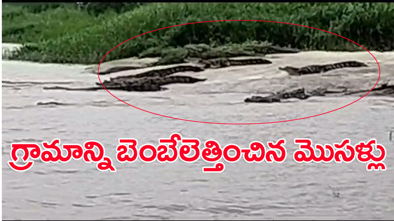 Rains: వర్షాలతో ఉక్కిరిబిక్కిరవుతున్న మహబూబ్‌నగర్ జిల్లాలో షాకింగ్ ఘటన.. గ్రామసమీపంలో మొసళ్ల గుంపు