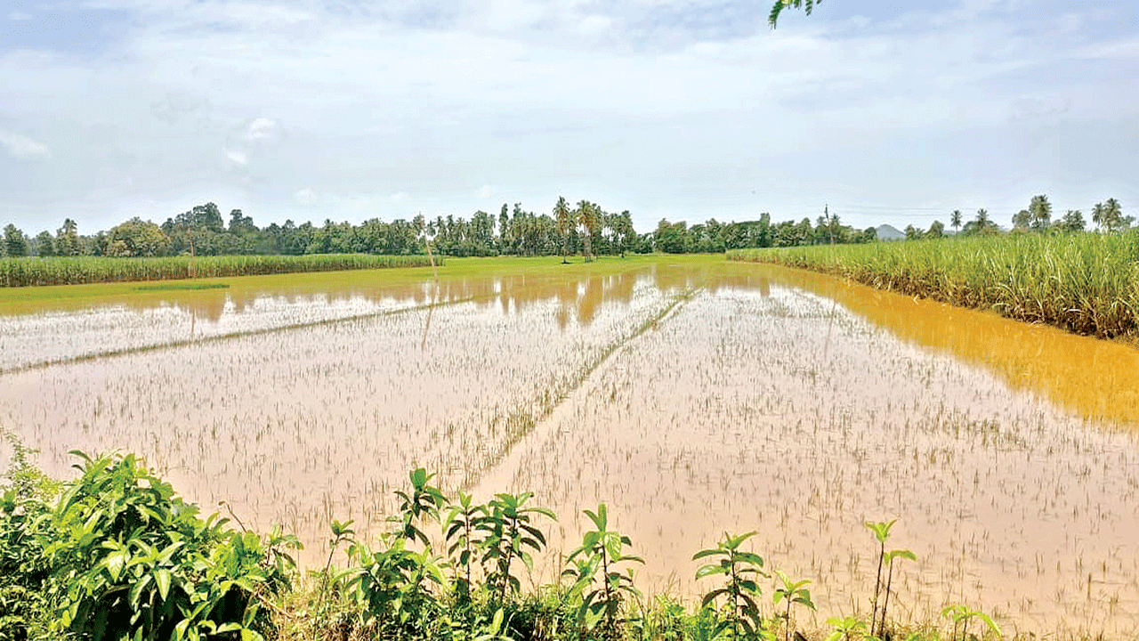 ఎడతెరిపిలేని వాన