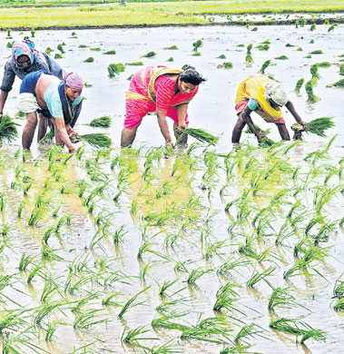 ఎ‘వరి’ పనుల్లో వారు బిజీబిజీ