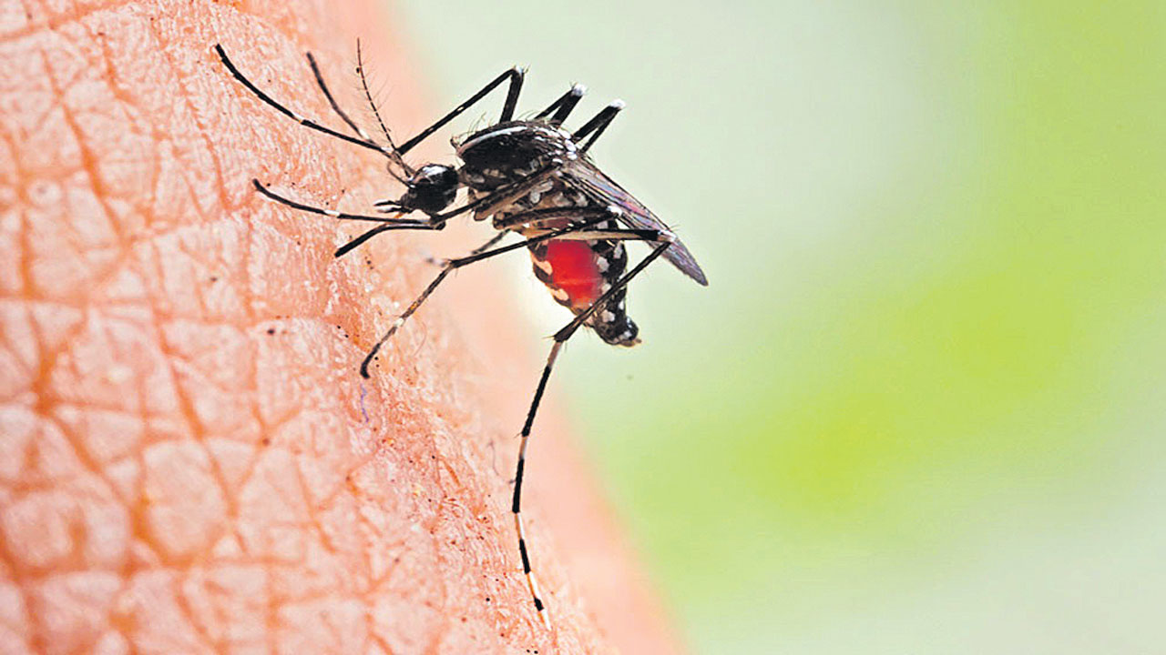  Dengue : డెంగీ మహమ్మారి ముప్పు