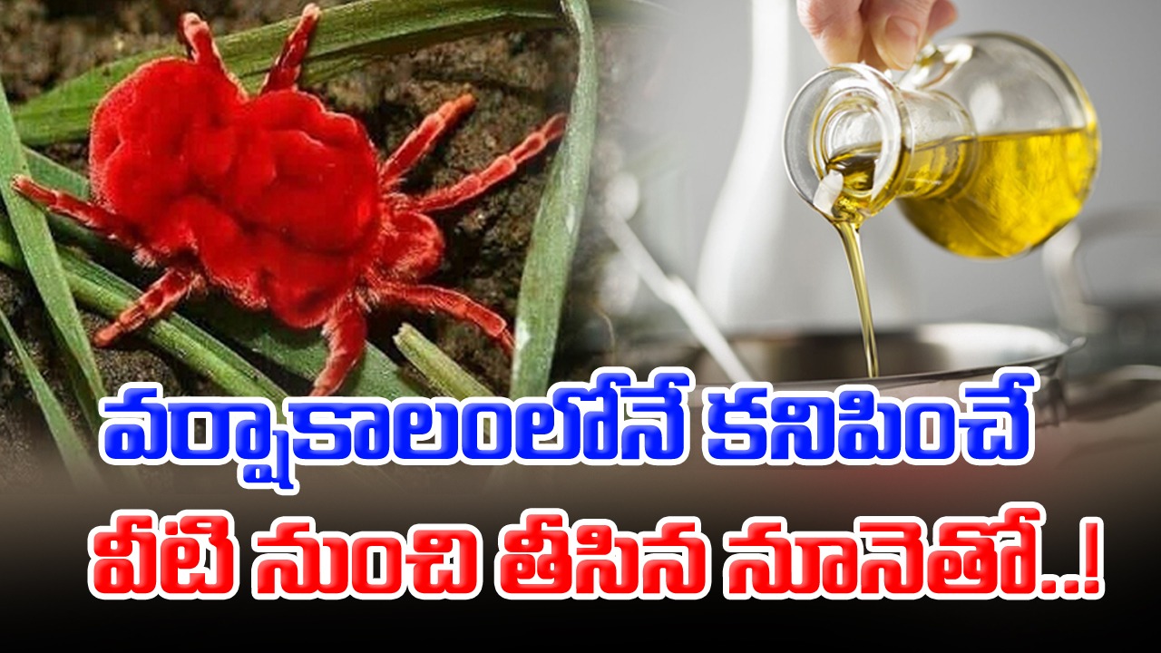 Viral: ఎర్రగా కనిపించే ఈ పురుగులను ఎప్పుడైనా చూశారా..? వర్షాకాలంలోనే ఇవి ఎందుకు కనిపిస్తాయంటే..!