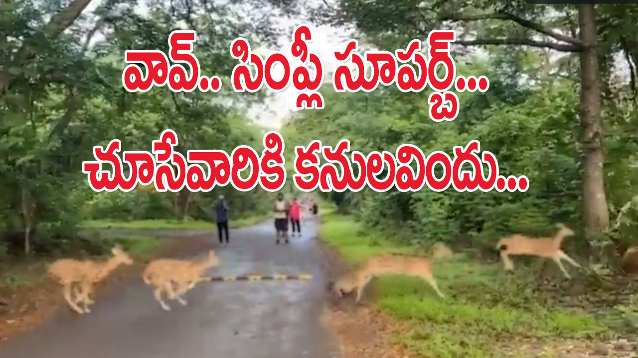 Beautiful Video: ఆహా..! మార్నింగ్ వాక్ వెళ్లినవారికి కనులవిందు.. ఇలాంటి అద్భుతమైన దృశ్యం చాలా అరుదు బాస్! 