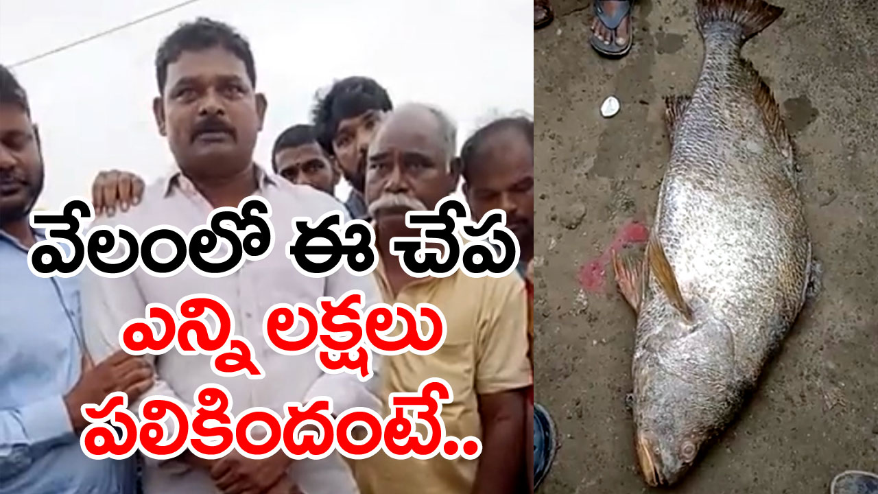 Kachidi Fish: మత్స్యకారులకు చిక్కిన కచిడి చేప.. దాని ధరెంతో తెలుసా?