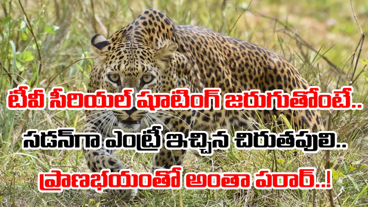 Viral Video: టీవీ సీరియల్ షూటింగ్‌లో షాకింగ్ సీన్.. రాత్రి పూట 200 మందితో షూటింగ్ చేస్తోంటే సడన్‌గా చిరుత పులి ఎంట్రీ..!