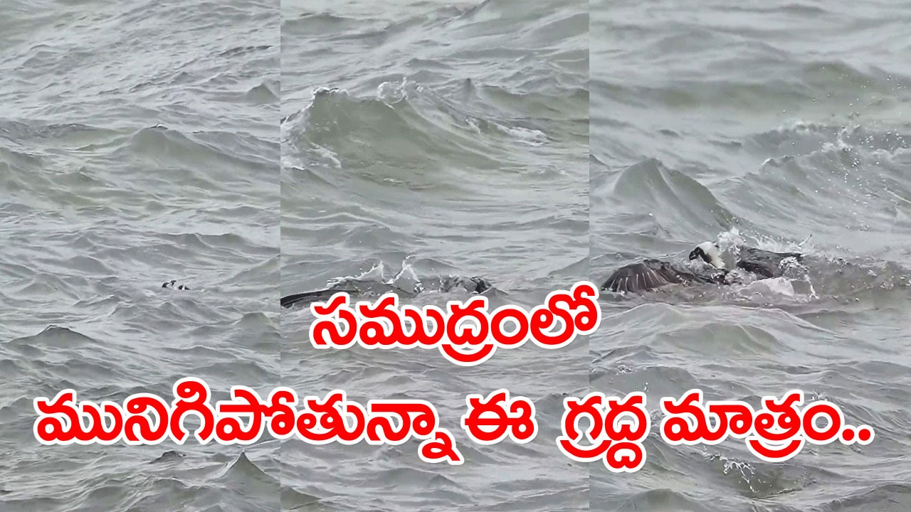 Viral Video: నడిసముద్రంలో షాకింగ్ సీన్.. నీళ్లలో మునిగిపోతూ కనిపించిన గ్రద్ద.. ఆ తరువాత జరిగిందేంటో చూస్తే..