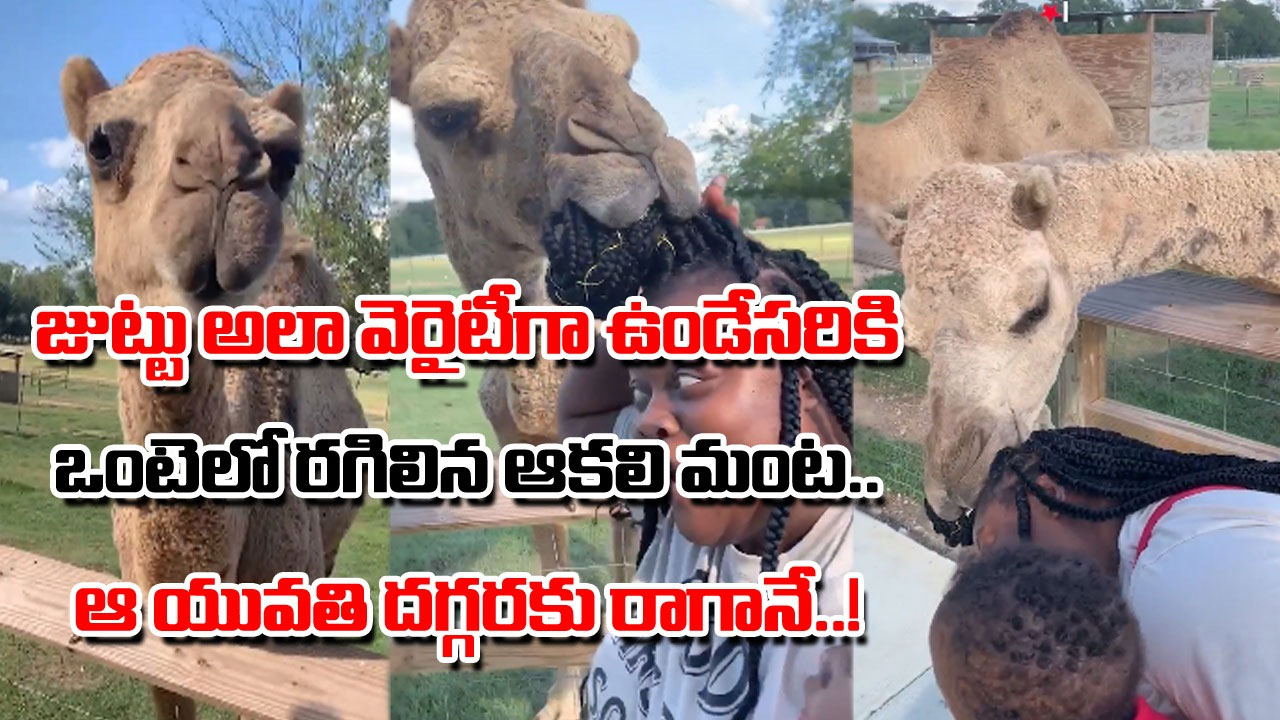 Funny Video: ఈ యువతి జుట్టు ఇలా వెరైటీగా ఉండేసరికి.. తినొచ్చనుకున్న ఒంటె.. ఆమె దగ్గరకు రాగానే సడన్‌గా అటాక్.. చివరకు..!