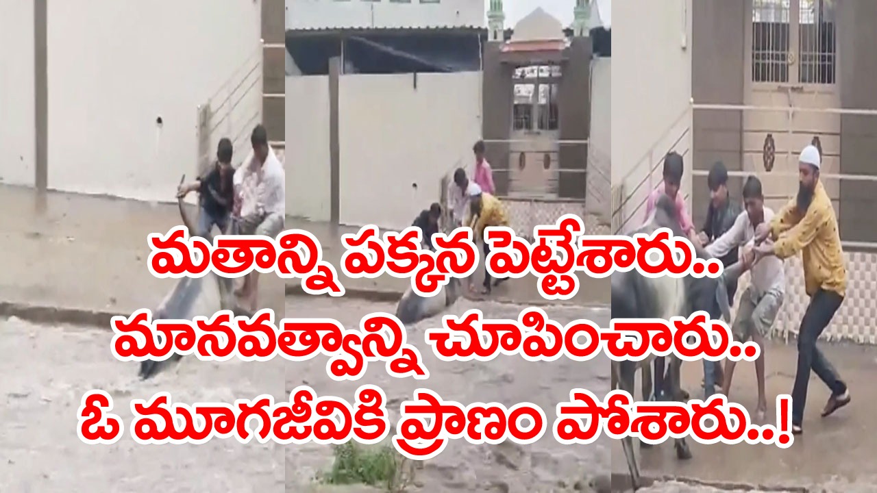 Cow Viral Video: మతం పేరుతో కొట్టుకు చచ్చేవాళ్లకు ఈ వీడియో ఓ గుణపాఠం.. అంతా కలిసి ఓ ఆవును ఎలా కాపాడారంటే..!