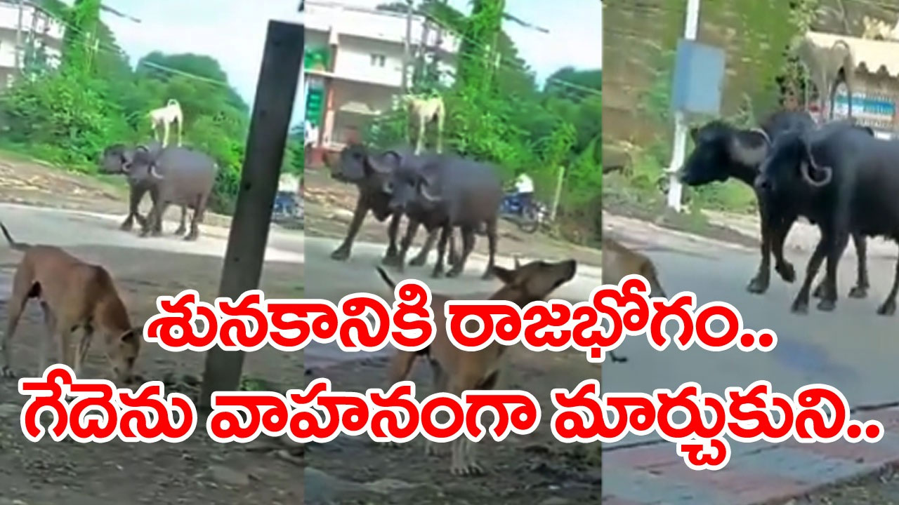 Viral Video: ఈ శునకానికి మస్తు టాలెంట్ ఉందిగా.. గేదెపైకి ఎక్కి నిల్చుని ఎలా వస్తోందో మీరే చూడండి..!