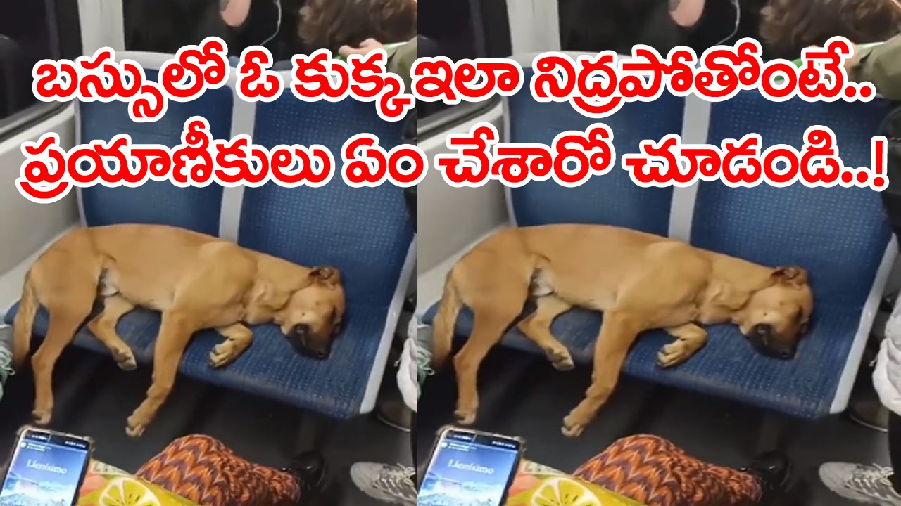 Viral Video: ఆర్టీసీ బస్సులో అరుదైన దృశ్యం.. ఒకటికి రెండు సీట్లను ఆక్రమించుకుని నిద్రపోతున్న శునకం నిద్రపోతోంటే..!