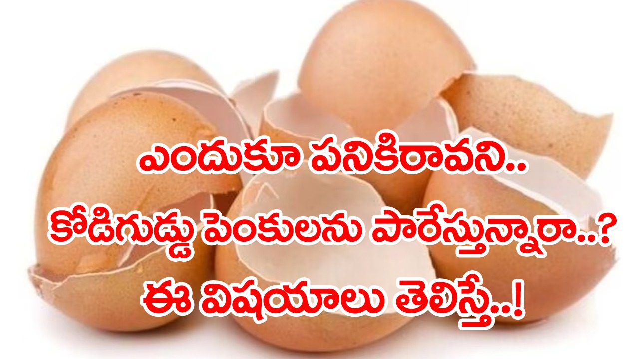 Eggshells: కోడి గుడ్డు పెంకులతో ఇన్ని లాభాలున్నాయని ముందే తెలిసి ఉంటే.. అస్సలు పారేసి ఉండేవాళ్లు కాదేమో..!