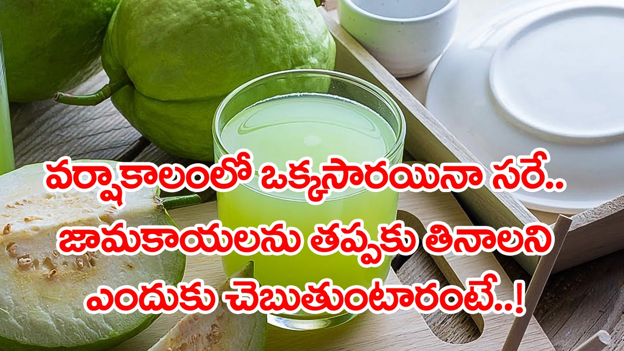 Monsoon Health Tips: వామ్మో.. అసలు కారణం ఇదా..? వర్షాకాలంలో జామకాయలను తప్పకుండా తినాలని ఎందుకు చెప్తారంటే..!