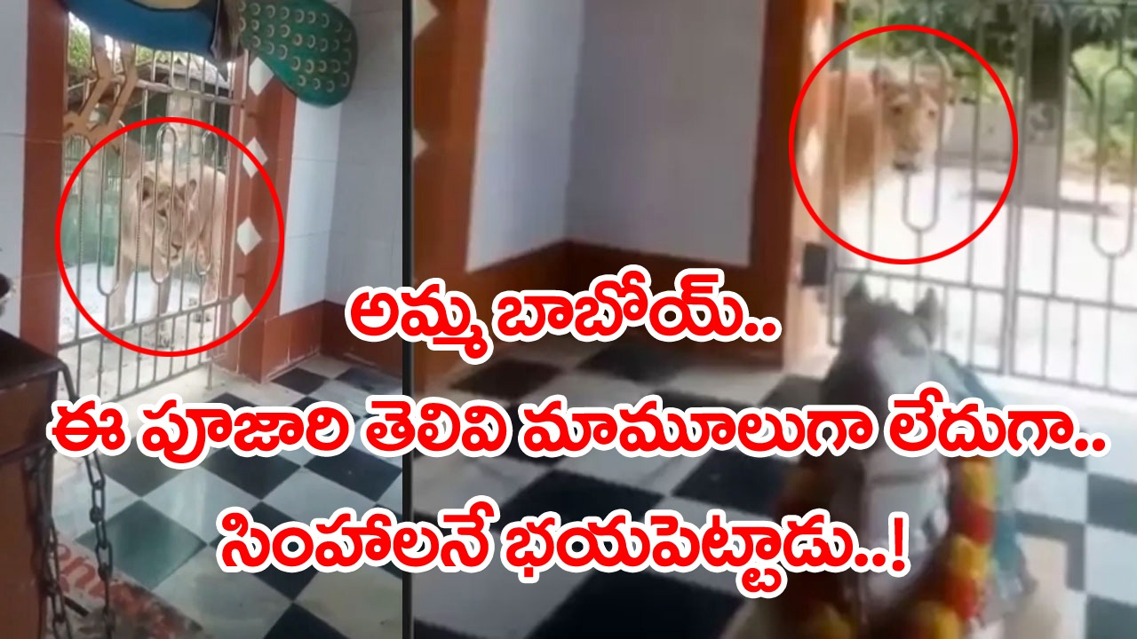 Lions Viral Video: పొద్దున్నే గుడికి వెళ్లిన పూజారి.. సడన్‌గా సింహాలు ఎంట్రీ.. అవి భయపడి పారిపోవాలని అతడేం చేశాడో చూస్తే..!