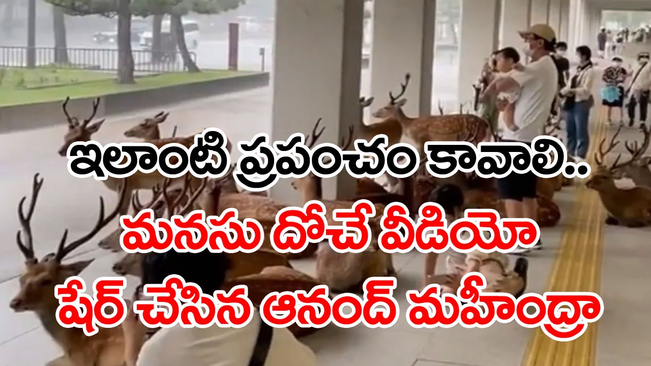 Viral Video: ఆనంద్ మహీంద్రా మనసు దోచుకున్న వీడియో.. భారీ వర్షంలో మనుషుల మధ్య ఆశ్రయం పొందిన జింకలు!