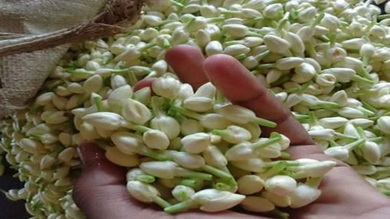 jasmine flowers: గుబులు పుట్టించావు ఓ ‘మల్లి’కా..