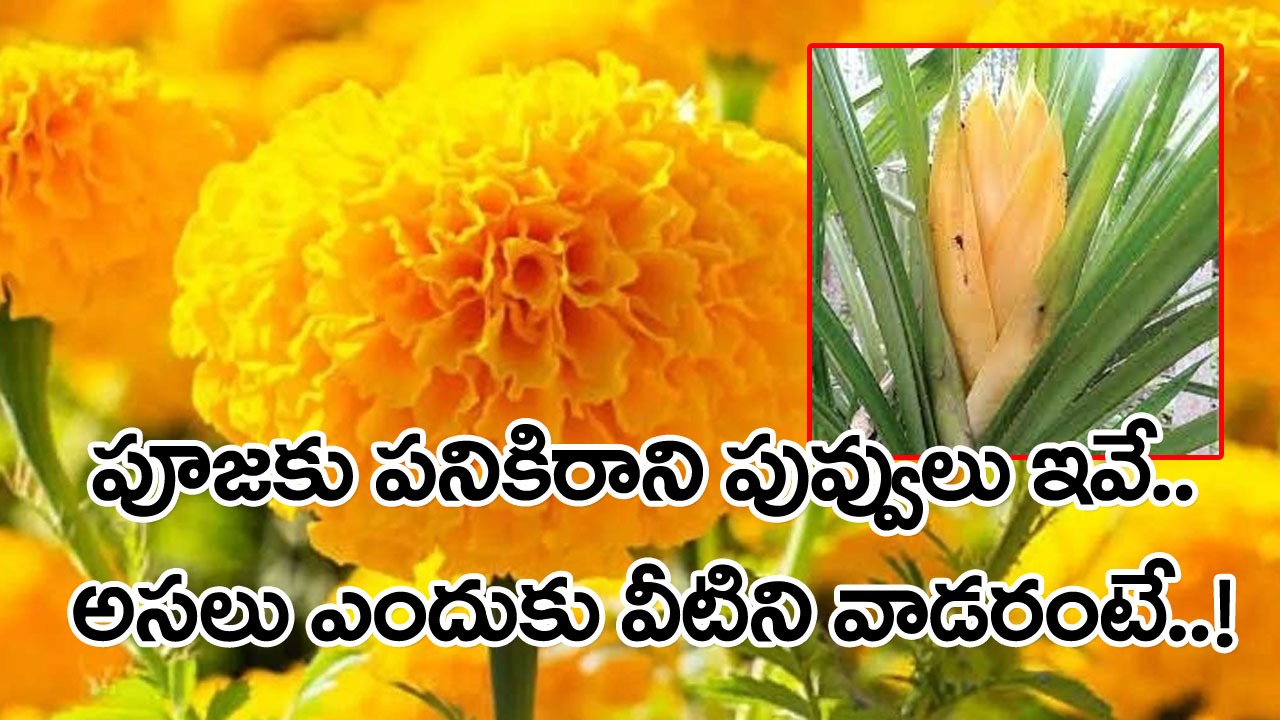 Devotional Secret: బంతిపూలను దేవుడి కోసం ఎందుకు వాడరు..? అసలు ఏఏ పూలను పూజకు వాడరంటే..!