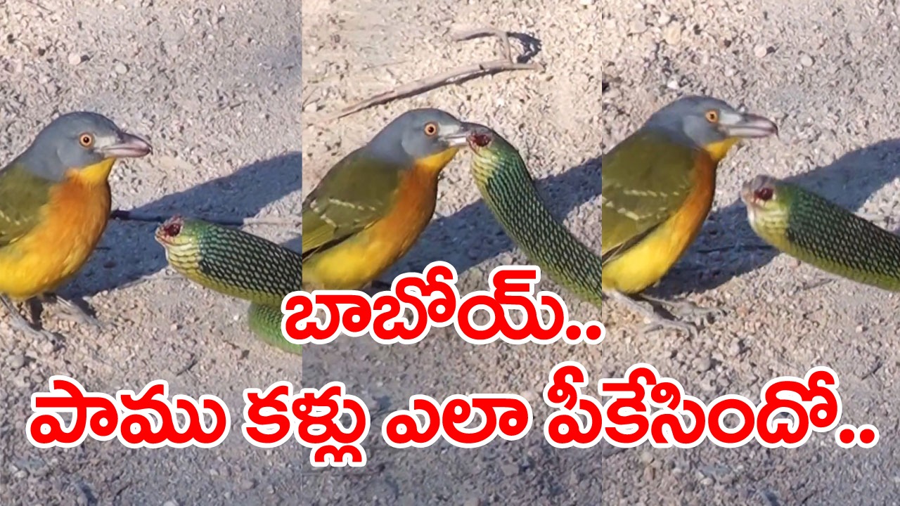 Shocking Video: బాబోయ్.. ఈ చిన్న పక్షికి ఎంత ధైర్యం.. పాముతో పోరాడి దాని కళ్లు ఎలా పీకేసిందో చూడండి.. 