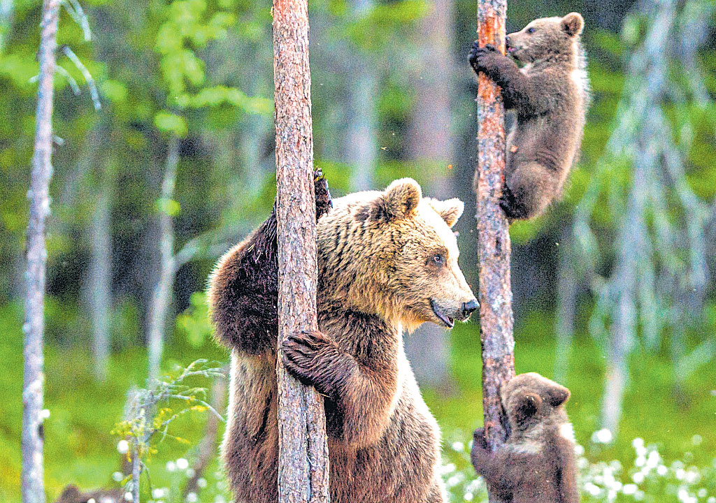 Bear pride : ఎలుగు గర్వం